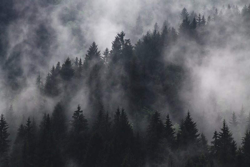 Faint Murmurs Image